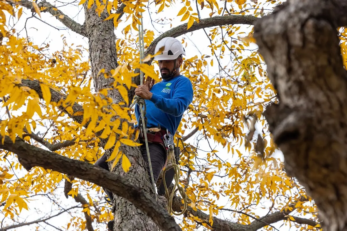 Skilled Tree Pruning crew working in Jewett