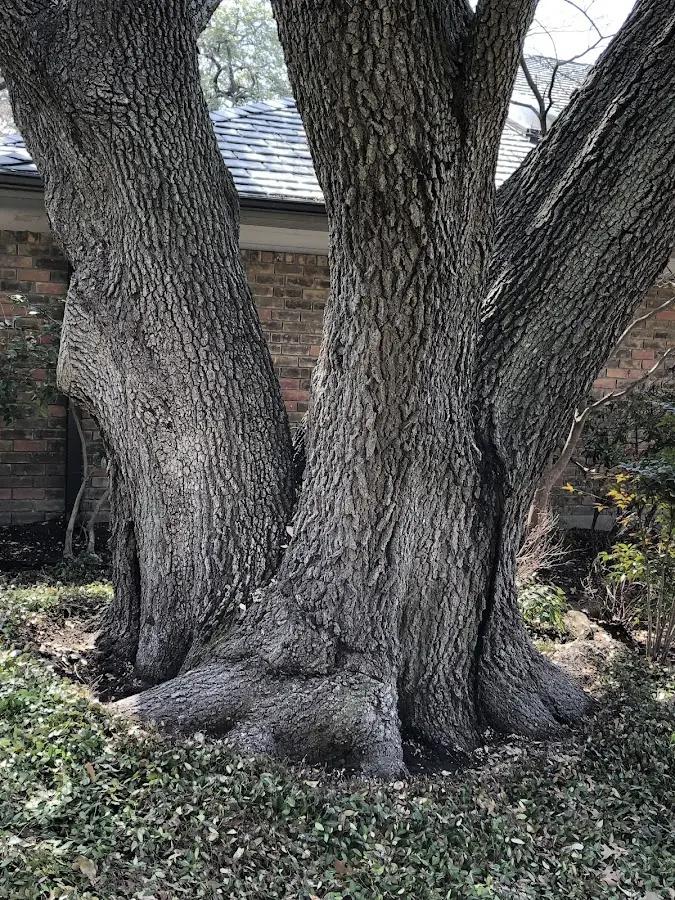 Mature heritage tree close to a Jewett property cared for by certified arborists